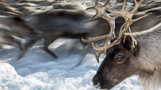 Ученые объяснили влияние погодных аномалий в Арктике на поголовье оленей в ЯНАО