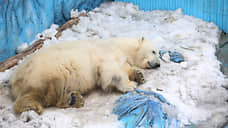 В зоопарке Екатеринбурга белый медведь скончался, проглотив мяч