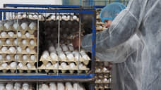 Ирбитская птицефабрика за счет модернизации вдвое увеличила производство яиц