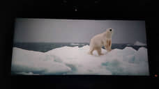Документальный фильм «В Арктику» покажут в Екатеринбурге 29 февраля