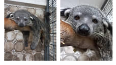 В Екатеринбургский зоопарк привезли двух бинтуронгов