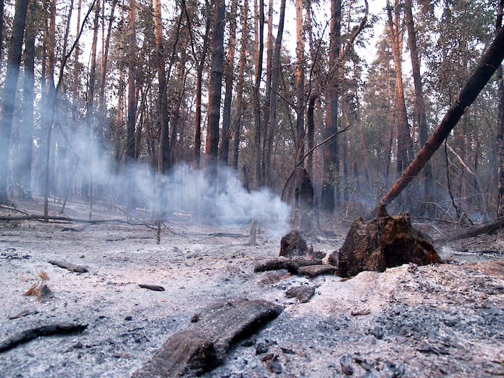 Последствия природных пожаров в Свердловской области

