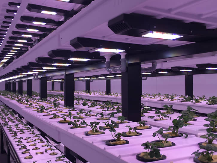 Компания «Агротехфарм» занимается разработками в сфере вертикального выращивания