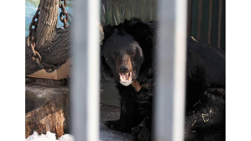 Гималайский медведь в Екатеринбургском зоопарке