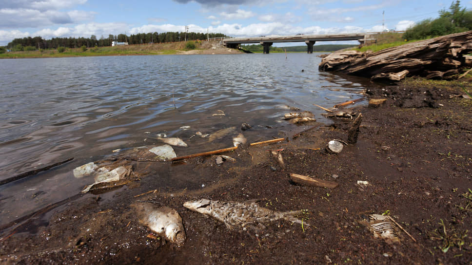 Мертвая рыба на берегу Верхнемакаровского водохранилища у села Курганово