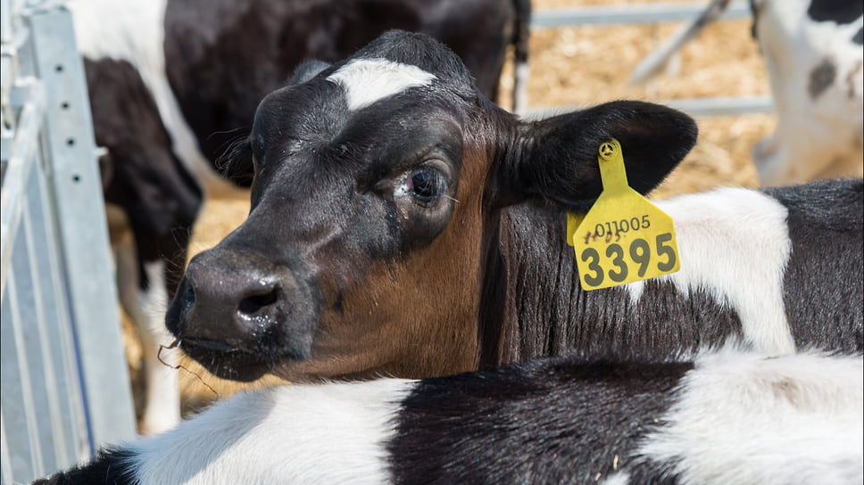 рейтинг надоев молока по россии. KVR 001556 00015 1 t218 145049. рейтинг надоев молока по россии фото. рейтинг надоев молока по россии-KVR 001556 00015 1 t218 145049. картинка рейтинг надоев молока по россии. картинка KVR 001556 00015 1 t218 145049. По состоянию на 1 октября в Удмуртии надои молока достигли 647,7 тыс. т. Это на 6,5% больше показателя за аналогичный период прошлого года, сообщает пресс-служба минсельхоза республики. Регион занимает четвертое место в России по валовым надоям в активном секторе сельхозэкономики. рейтинг надоев молока по россии. KVR 001556 00015 1 t218 145049. рейтинг надоев молока по россии фото. рейтинг надоев молока по россии-KVR 001556 00015 1 t218 145049. картинка рейтинг надоев молока по россии. картинка KVR 001556 00015 1 t218 145049. По состоянию на 1 октября в Удмуртии надои молока достигли 647,7 тыс. т. Это на 6,5% больше показателя за аналогичный период прошлого года, сообщает пресс-служба минсельхоза республики. Регион занимает четвертое место в России по валовым надоям в активном секторе сельхозэкономики.