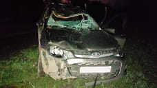 Лосенка и лосиху сбил водитель на трассе в Удмуртии