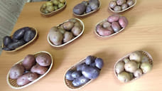 Ученые в Удмуртии вывели шесть новых импортозамещающих сортов картофеля