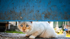 Жителя Удмуртии осудили за нанесение увечий кошке
