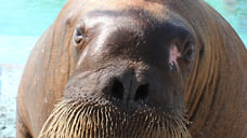 В зоопарке Удмуртии скончалась спасенная рыбаком моржиха Несейка