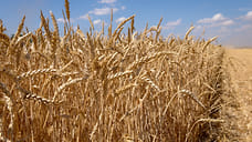 Урожайность зерновых в Удмуртии превысила 20 центнеров с га