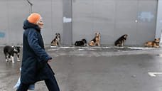 Юкаменский район Удмуртии обязали заключить контракт на отлов бездомных животных