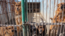 В Удмуртии отловили 1,7 тысячи бездомных животных в 2023 году