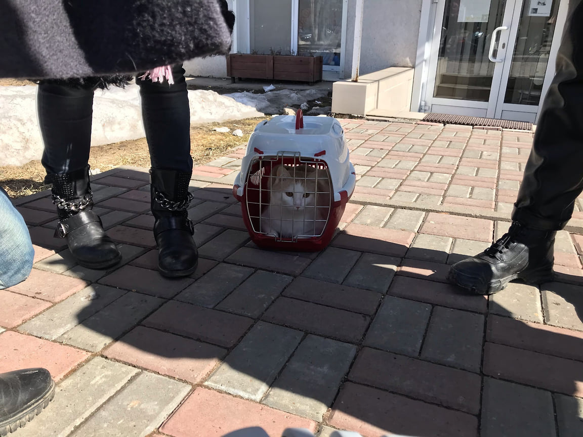 В Ижевске освободили 12 кошек, запертых в котокафе «Мяулэнд».