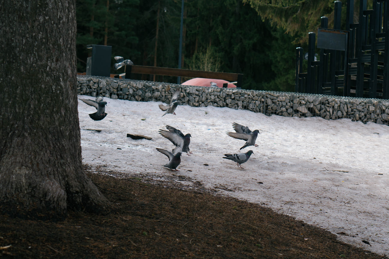 В парках частыми гостями стали голуби и другие птицы
