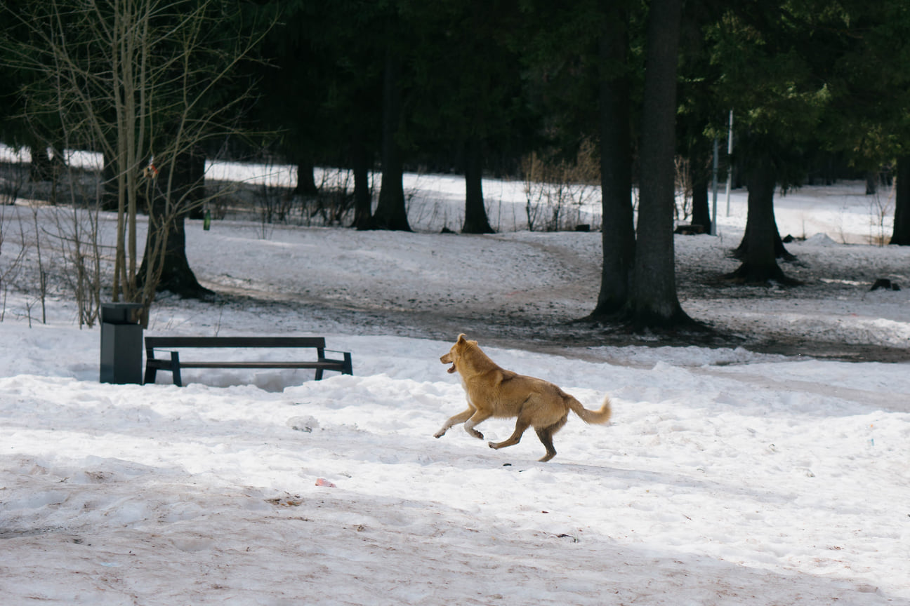 По паркам Ижевска за солнечными зайчиками бегают собаки