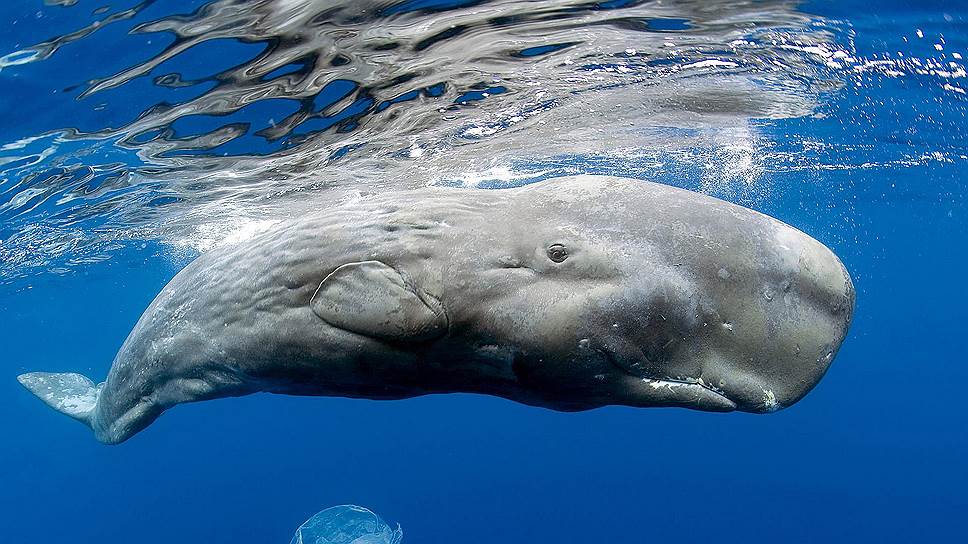 Минобрнауки Татарстана считает опасным изображение плывущих вверх китов  
