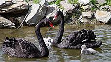 В парке «Черное озеро» в Казани выпустят черных лебедей