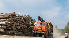 В Татарстане по факту вырубки леса завели уголовное дело