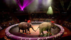 В Казани после драки слонов в цирке начали проверку