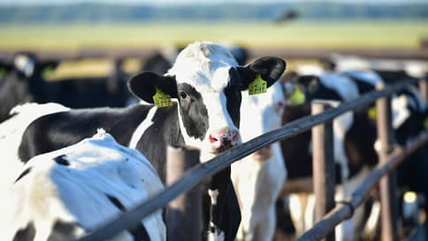 Из-за вспышки бруцеллеза в Татарстане планируют забить 5,5 тысячи коров