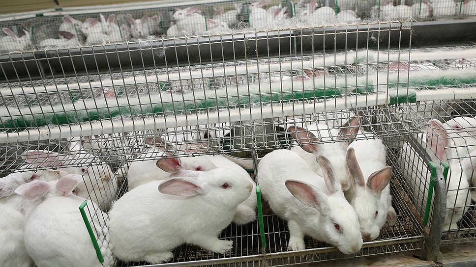 Клетки для кроликов своими руками, чертежи размеры — Фермер без хлопот