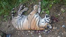 За убийство тигренка хабаровчанина приговорили к исправительным работам и выплате 1,8 млн рублей