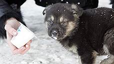Очередной аукцион на отлов бродячих собак за 2,8 млн рублей проведет мэрия Хабаровска