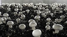Придорожные грибы