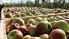 ОПХ «Анапа» удвоило ставку на яблоки