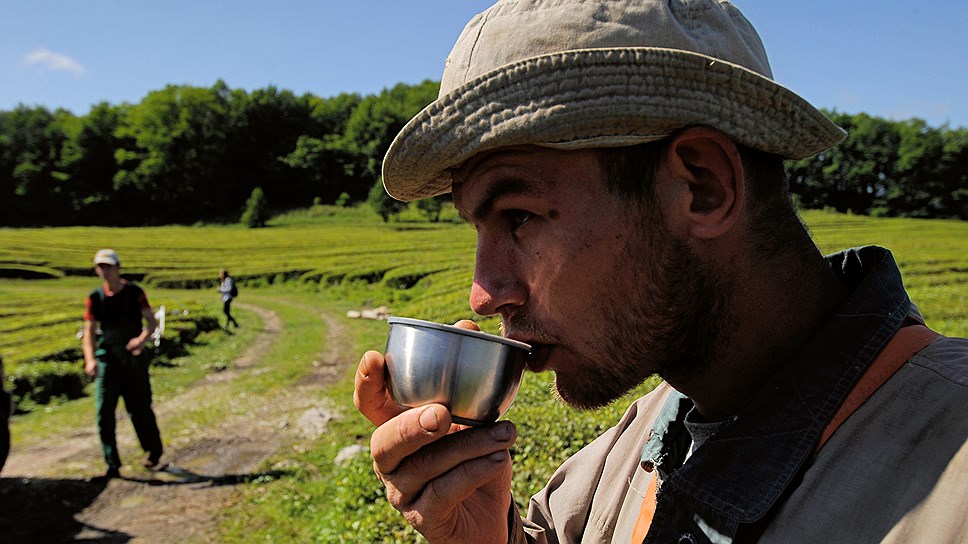 ФАС решила, что краснодарским может называться лишь чай, произведенный на территории Кубани