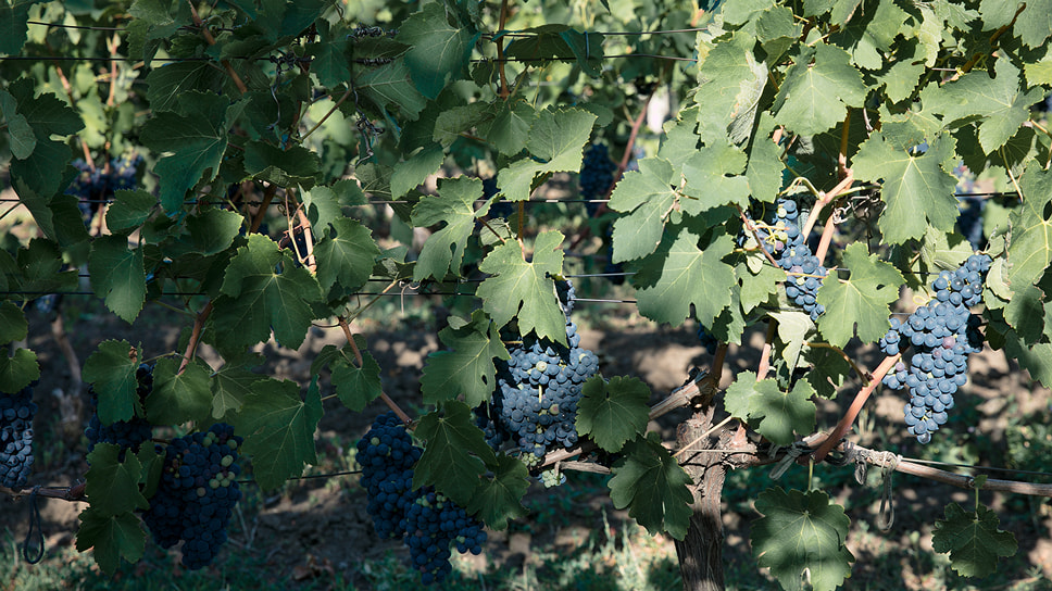 Крупным винодельческим холдингам не хватает собственного винограда