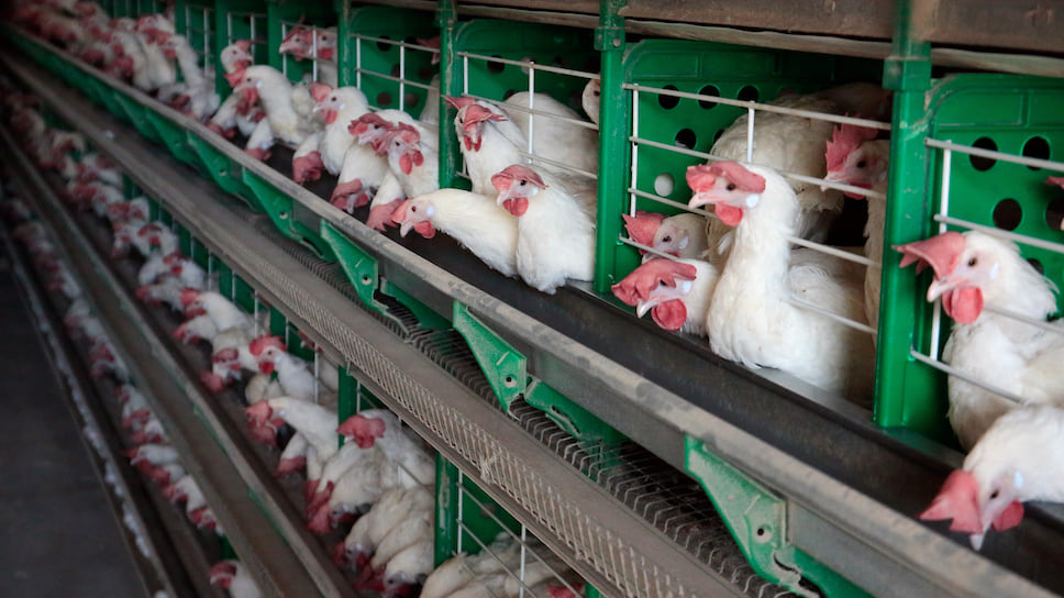 ООО «Торговый дом „Витязевская птицефабрика“» торговало мясом птицы с 2004 года