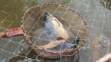 Рыбколхоз теряет лиман