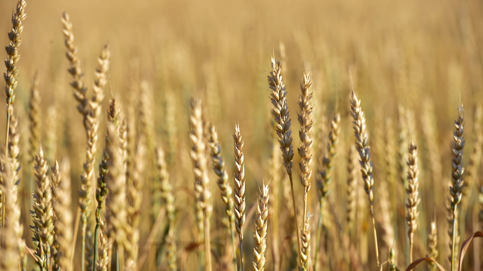 Эксперты считают, что покупатели на имущество предприятия, занимающегося выращиванием зерновых в плодородном районе Кубани, найдутся быстро