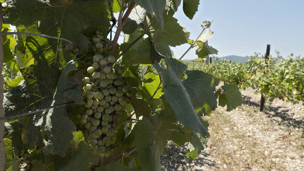 Эксперты считают, что виноградники в Ейском районе могут быть востребованы, когда цена на них снизится в четыре-пять раз

