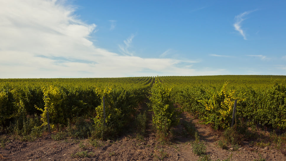 СПК «1-й винный кооператив» получил плодородную землю в аренду для создания кооперативной винодельни