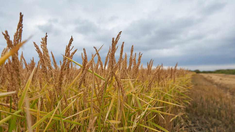 Суд установил, что спорные земельные участки используются для выращивания риса, сои и озимой пшеницы, а арендная плата вносится исправно