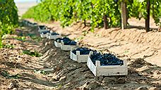 Кубанская агрофирма «Южная» собрала более 75 тысяч тонн винограда