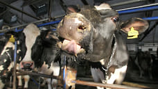 «Агрокомплекс» инвестирует в молочное скотоводство 700 млн рублей