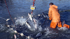 На Кубани для пользователей водных объектов установили минимумы по вылову рыбы