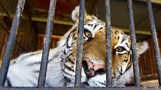 В Крыму завершили расследование дела о нападении тигра на младенца в парке «Тайган»