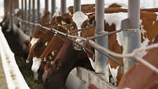 Карантин по лейкозу скота отменили на территории четырех фермерских хозяйств в Успенском районе