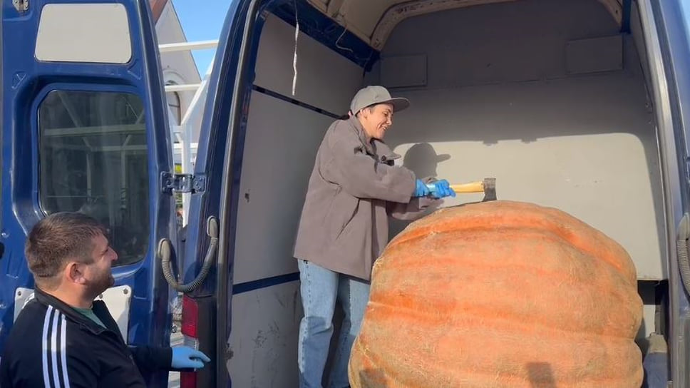 Гигантская тыква весом 570 кг, выращенная в Белореченске