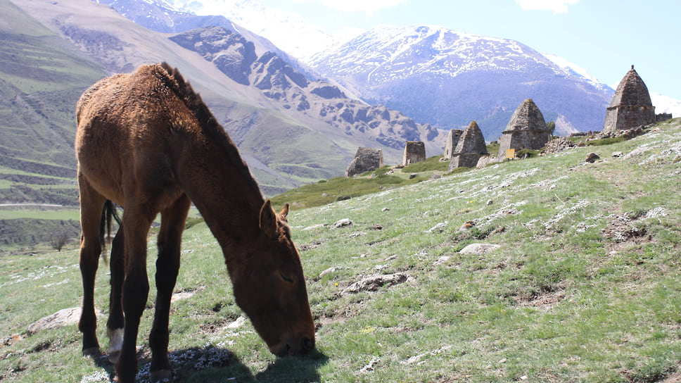 Лошадь пасется на окраине села Эл Тюбю в Чегемском районе Кабардино-Балкарии. В летнее время сюда съезжаются туристы, так как село находится в пяти км от парадрома