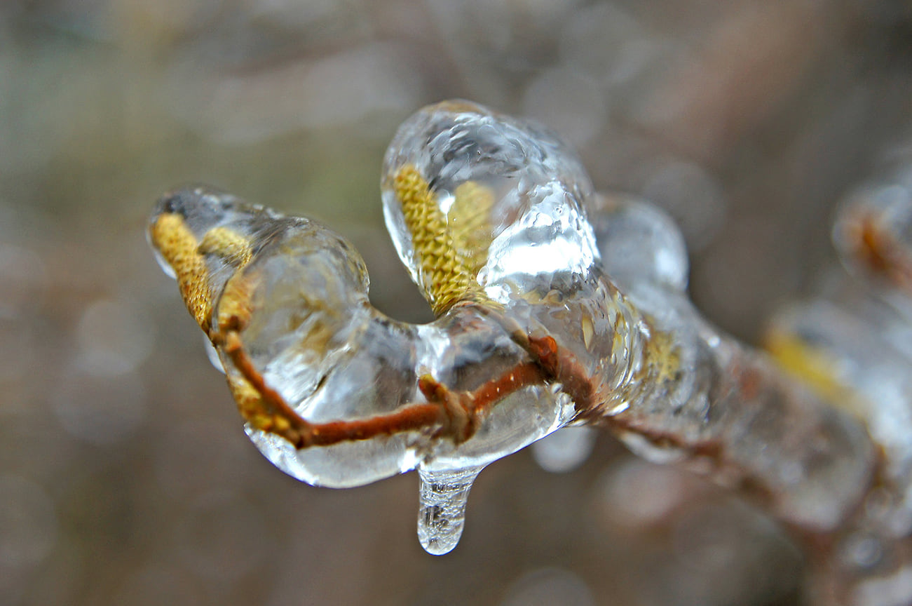 Ледяной дождь, выпавший в Краснодаре в ночь с 20 на 21 января, покрыл ледяной коркой деревья. Январь 2014 года