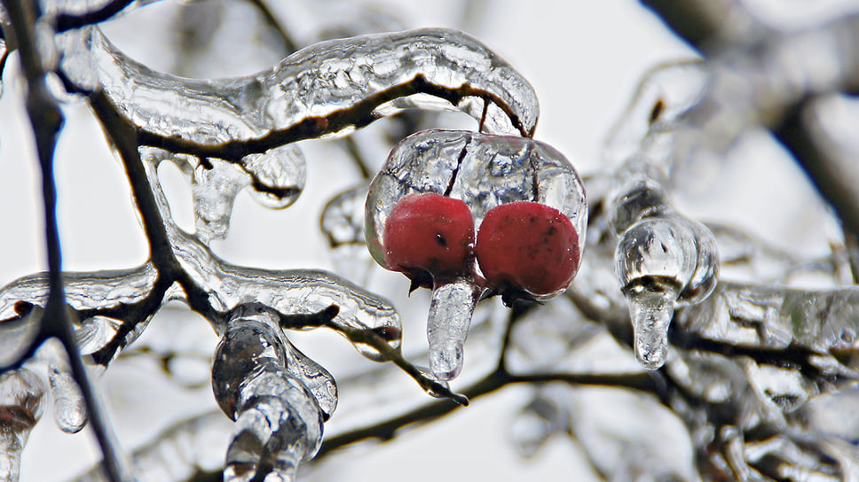 Плоды калины в ледяном панцире в Краснодаре. Январь 2014 года