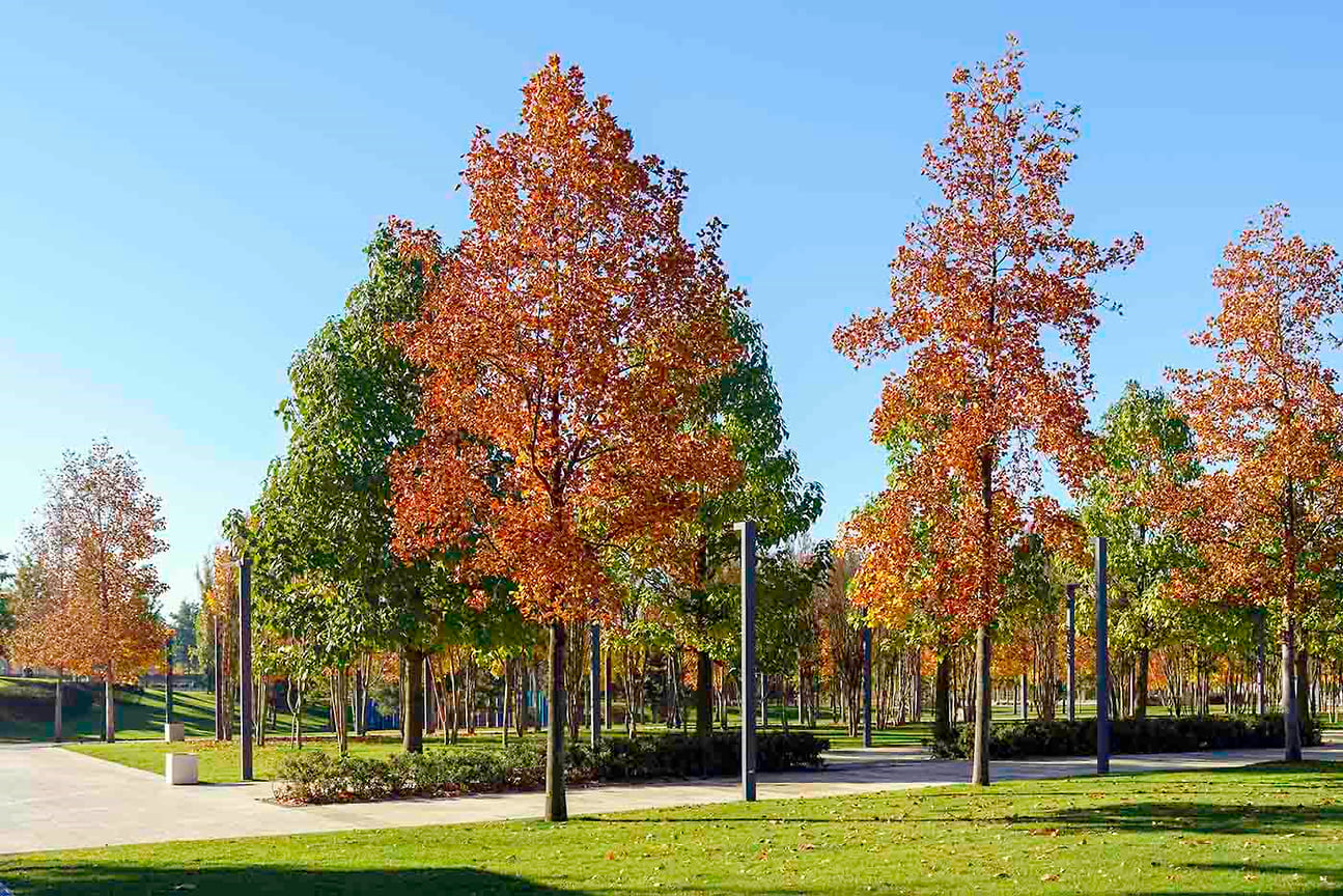Осенняя аллея парка. Октябрь 2021.