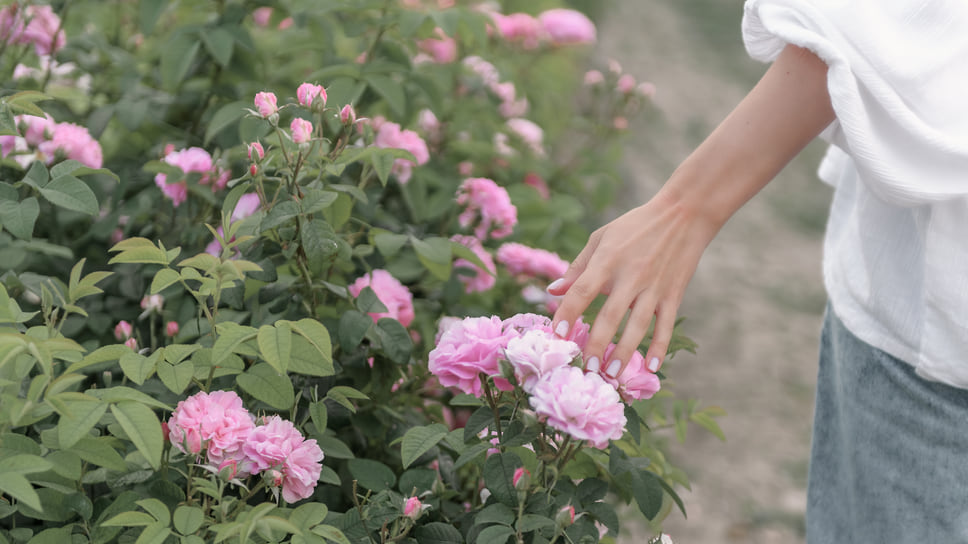 Крымская эфиромасличная роза — основа косметики «Крымской Розы»
