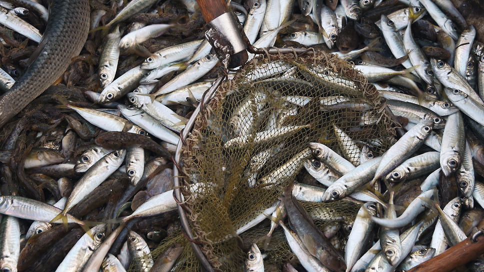 Вместо крупной и ценной рыбы основу улова в Азово-Черноморском бассейне стали составлять малоценные и мелкие виды, такие как тюлька, шпрот, хамса, бычки